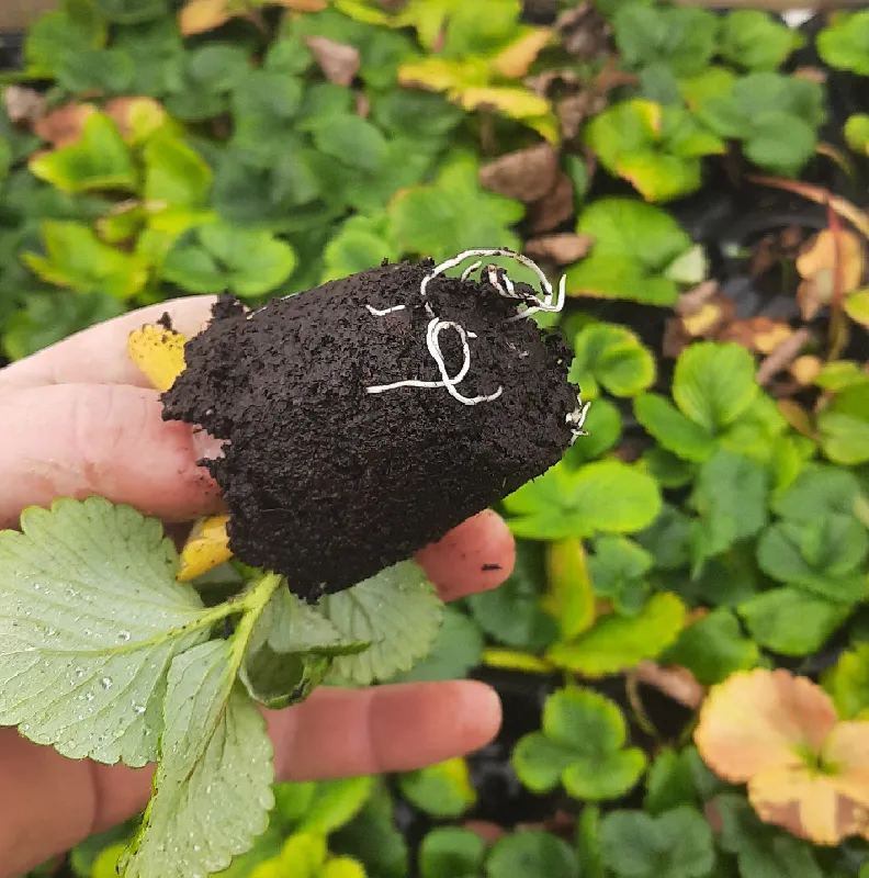 [FIDE-CILEK-VIYOL-45] Strawberry Seedling in 45-cell Tray